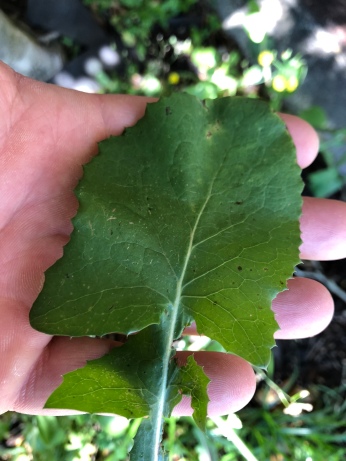Top of Sow Thistle Leaf